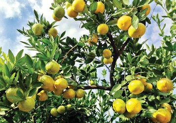 上海崇明三岛柑橘熟了