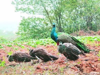 蓝孔雀“安家”巢湖 平均每只6个月出栏,可以卖到1000元以上
