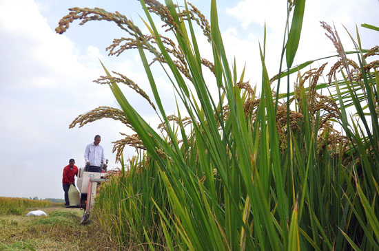 11��4�գ�����ʡ���Ƹ��ж�����ũ�����ո��������