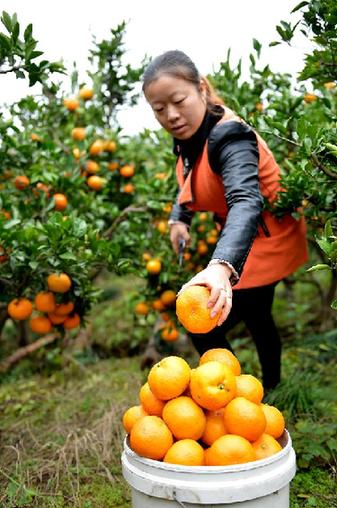 115գʡ԰մũڲժ硱۸