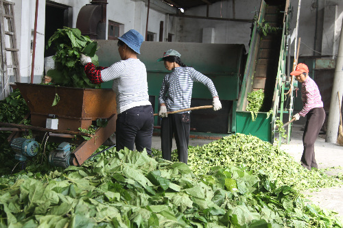 �㽭�����У��ϼ��պ��� ɣҶ���ܳ���Ҷ