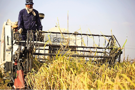 浙江温岭:现代“割稻客” “铁马”走南北