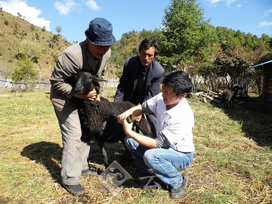 沙树强和工人对乌骨羊进行疫情检查