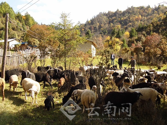 乌骨羊原种扩繁基地