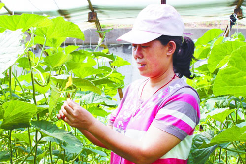 ����ϼ���ҵġ���ϼ��ͥũ������ҵ��չ֮·