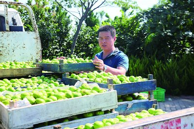 山东荣成市:“无花”结甜果 累累富农家
