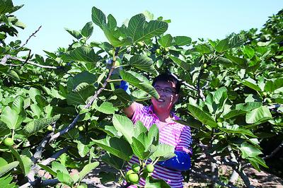 山东荣成市:“无花”结甜果 累累富农家