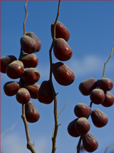 һ԰֦ͷϵĳ棨115㣩