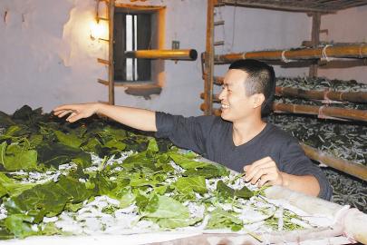 宁南县农村小伙返乡创业成养蚕“牛人”