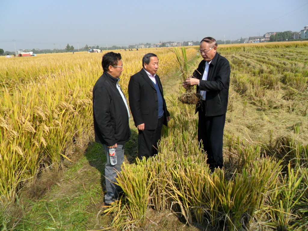 浙江宁波余杭“精量穴直播”晚稻又获高产