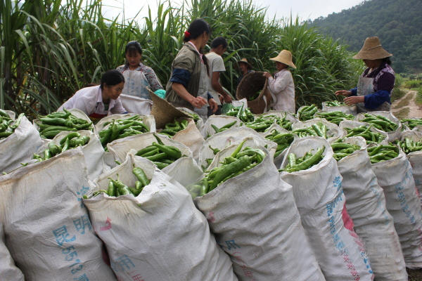 ������ƽ���߸o�練�������������