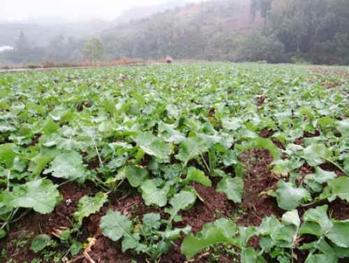 湖北抢抓“墒机” 确保今秋油菜顺利移栽