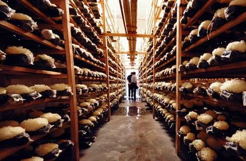 福建古田:“中国食用菌之都”的品质提升之路