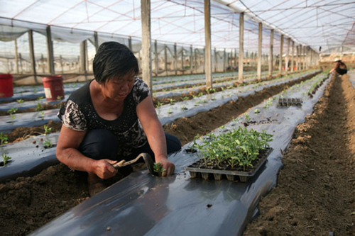 ͼΪ118Ĵ֦ءݳ紺߲ĶʾءũһƬֲެ硣