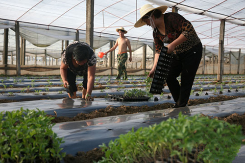 ͼΪ118Ĵ֦ءݳ紺߲ĶʾءũһƬֲެ硣