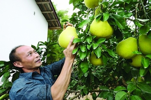 广西恭城沙田柚喜获丰收