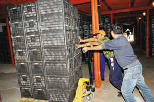 պ3Ͷ3000ʵʩ8ũҵۺϿĿ