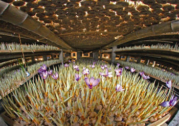 江苏泰州医药高新区的藏红花开了