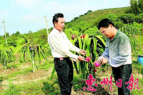 广东惠州市惠东县平海镇舌头试肥给火龙果配菜