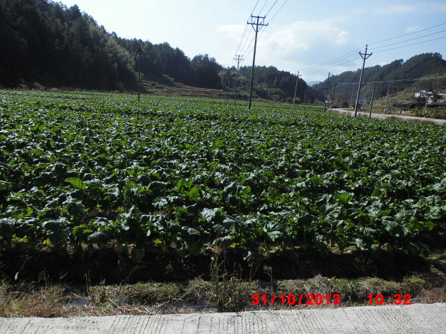 ꣬ƽչ׳ֲ߲ҵǧĶĿǰÿгӦ5000߲ˣƷȫأԳжԽӡ