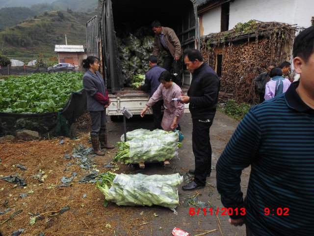 11·ݣ˿ʼӦгչ۸ȶ 0.9Ԫ/ĸ߼ֲۣ߲ϰ˵