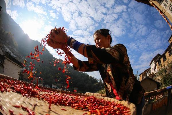 11月9日,安徽省歙县深渡镇阳产村的村民在土楼上晾晒农作物。