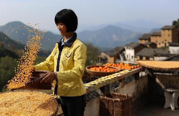 11月9日,安徽省歙县深渡镇阳产村的村民在土楼上晾晒农作物。秋末冬初,安徽省皖南黄山市歙县乡村农户种植的玉米、南瓜、辣椒等农作物陆续收获,古村中房前屋后、庭院屋顶晒满果实,构成一幅幅美丽的“晒秋图”。