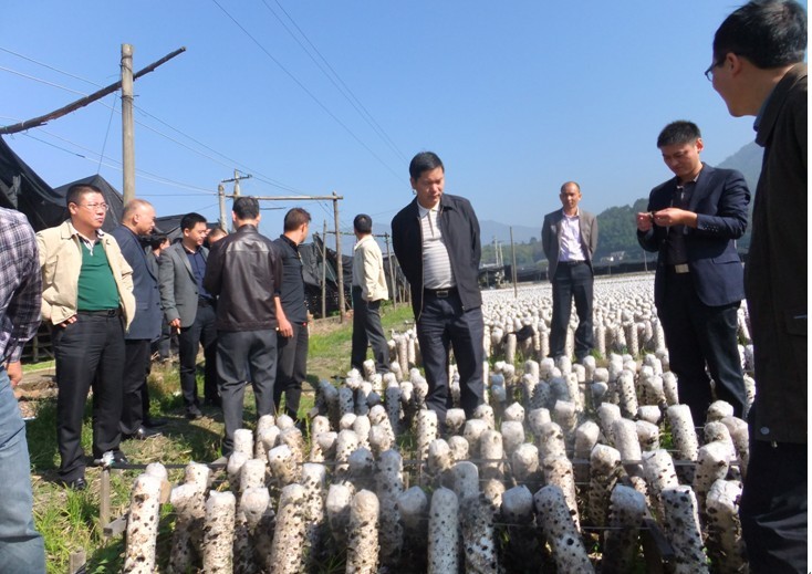 福建建宁县委主要领导赴浙考察食用菌