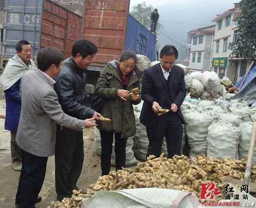 湖南通道县甘溪乡生姜走俏全国