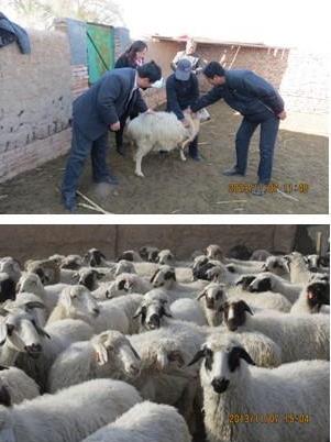 ���ģ��γ�̲���ģ��ֳ԰������������Ч