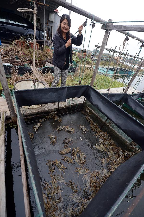 浙江长兴:太湖大闸蟹集中上市 价格“亲民”