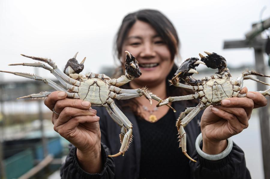 11月12日,长兴县洪桥镇的大闸蟹专业养殖户许冬梅展示自家养的太湖大闸蟹,这批湖蟹每只重约3两,是销量最好的。