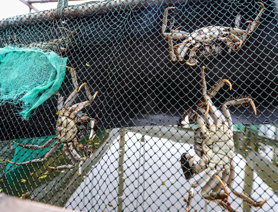 11月12日,长兴县洪桥镇的大闸蟹专业养殖户许冬梅家等待销售的太湖大闸蟹爬上网。