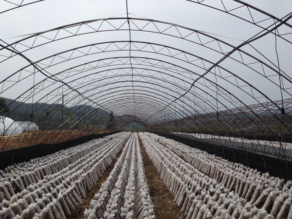 浙江磐安县:生态农业鼓了戴向明的钱袋子