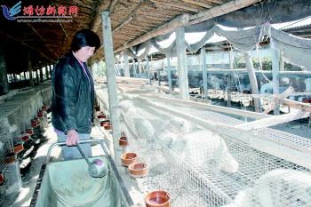 狐狸卖价连涨五年 寒亭五百养殖户收入增加