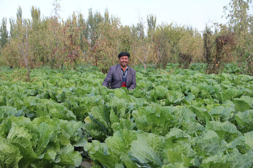 н®¿â³µ£ºÅ©ÃñÖÖÖ²´ó°×²Ë´ÙÔöÊÕ