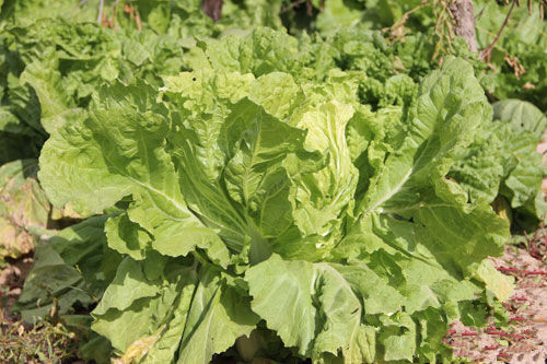 ¿â³µ´ó°×²Ë