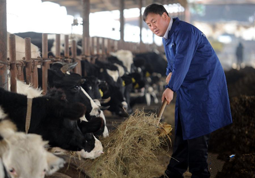 11月13日,奶牛养殖户李井轩在给奶牛喂草料