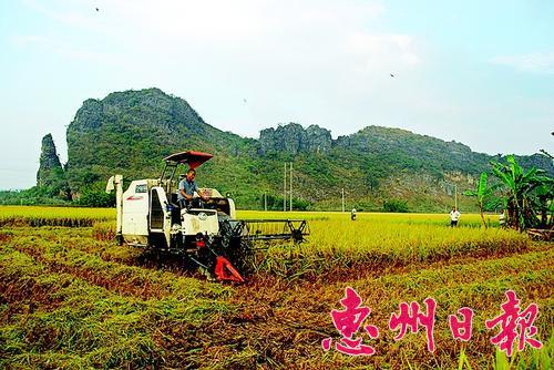 广东惠州晚稻黄收割忙