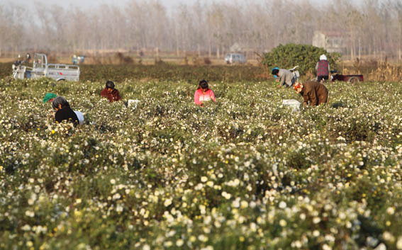 ���ջ�����³¥������