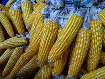 云南南涧县秋收结束