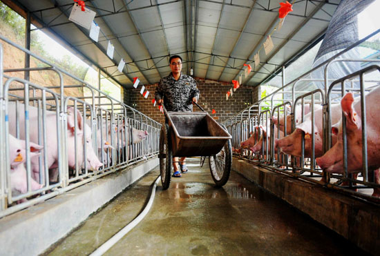 11月13日,庞淇蔚在饲养生猪。