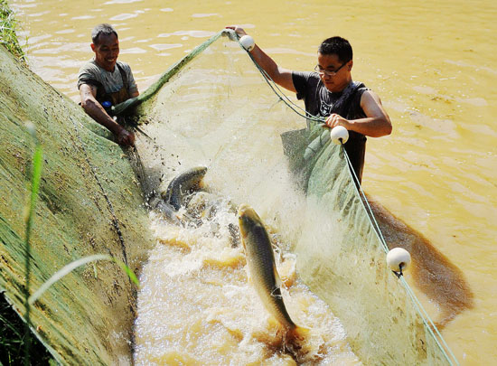 11月13日,庞淇蔚在调整鱼塘草鱼尾数,以平衡台风“海燕”降雨引发的鱼塘酸碱度变化。
