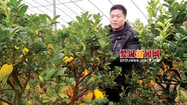 傅锦烈:要为金华佛手振兴拓新路