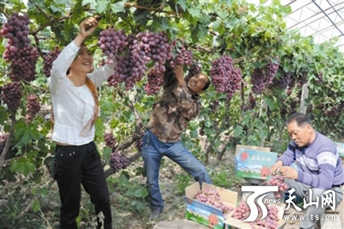 新疆昌吉:葡萄留树保鲜 每公斤售价60元2