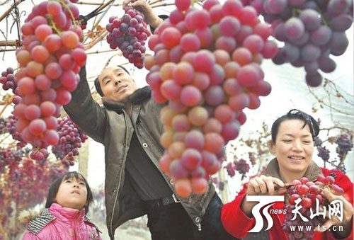 马金福的留树保鲜葡萄