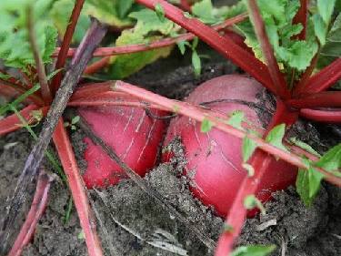 重庆合川:渠江入渝第一水码头 青草坝萝卜大如沙罐