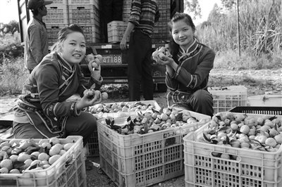 广西罗城蜜桔喜丰收