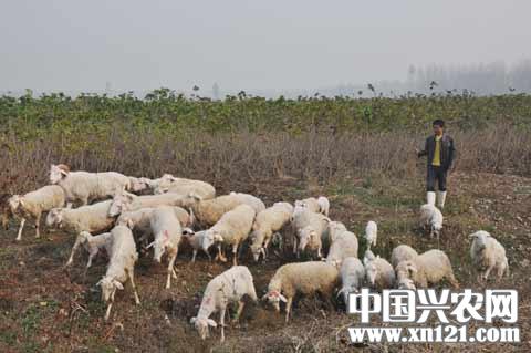 �����ǵ�Сβ����