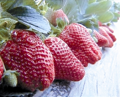 天津滨海新区小马勺沽村草莓苗完成定植 预计冬季上市